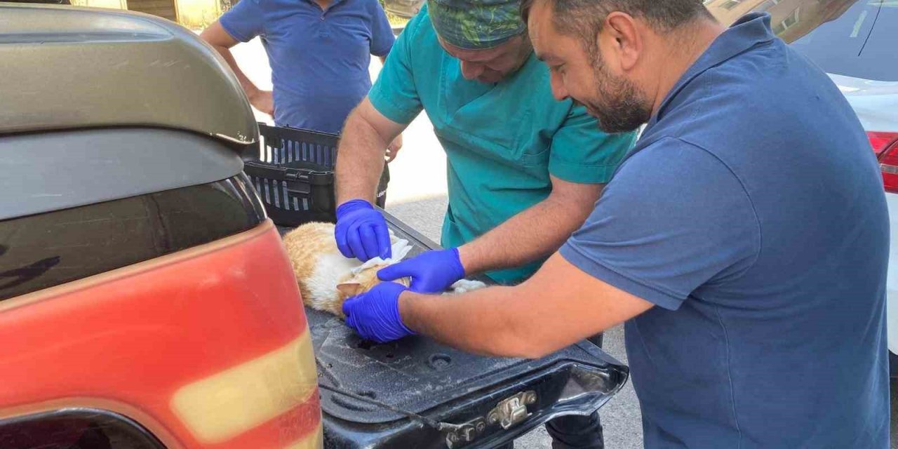 Veteriner ekipleri hasta kediler için seferber oldu