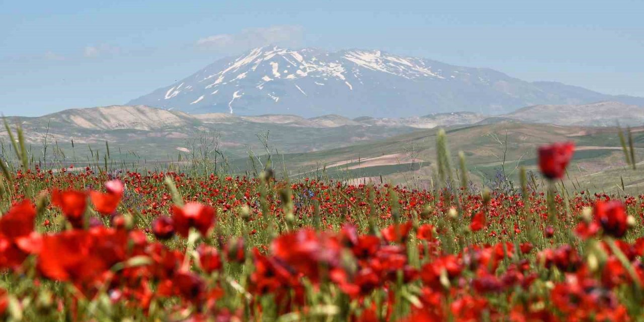 Gelinciklerin Süphan Dağı ile oluşturduğu manzara hayran bırakıyor