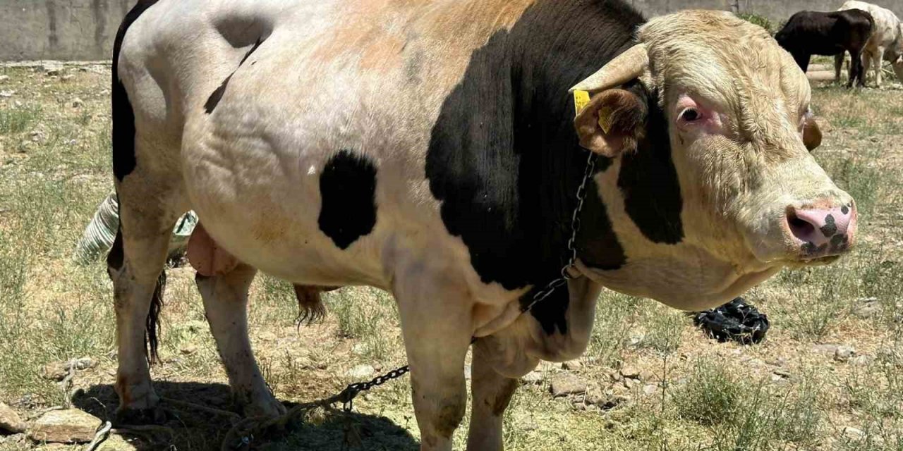 1 ton 100 kilogramlık ‘Paşa’ alacısını bekliyor