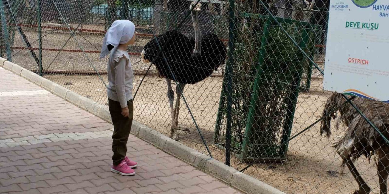 Kurban Bayramı’nda Hayvanat Bahçesi öğrencilere ücretsiz olacak