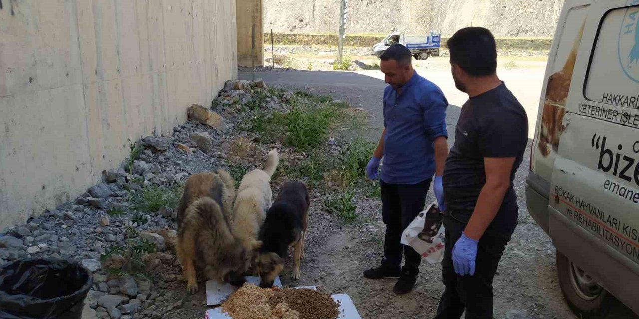 Hakkari’de sokak hayvanları için sakatat bırakıldı