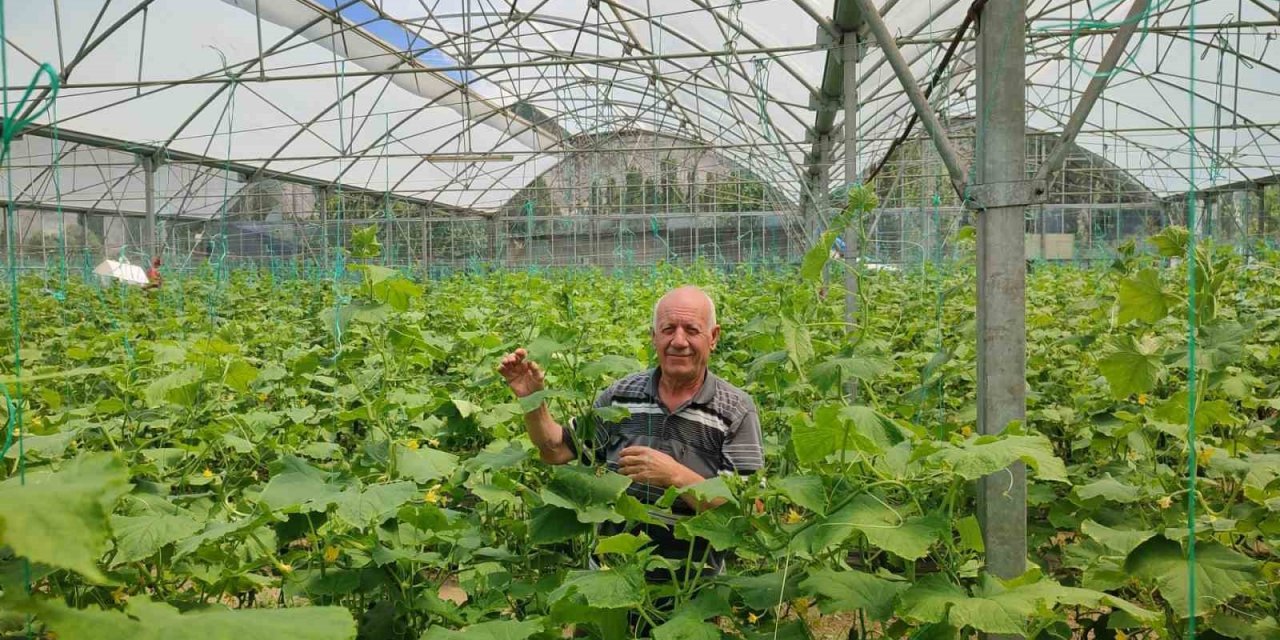 3 bin metrekarelik serada bayramda bile üretime devam ediyor