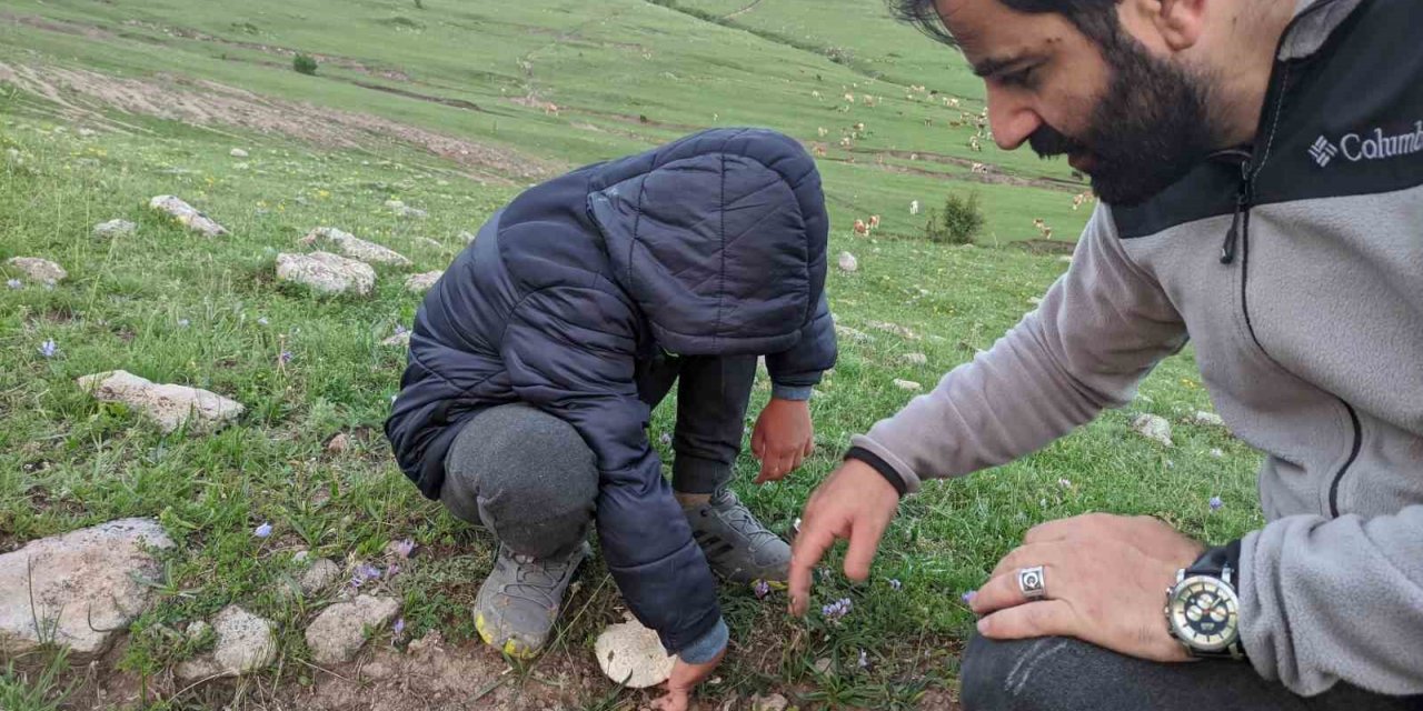 Ardahan’da yağışların ardından "mantar" bereketi