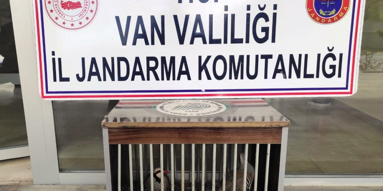 Gevaş’ta kafes avcılığı yapan 1 kişi jandarmaya takıldı