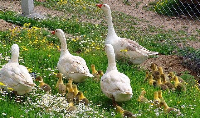 Kars'ta kazcılık giderek yayılıyor