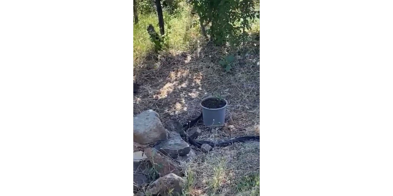 Elazığ’da yılanlar bir evi mesken tuttu