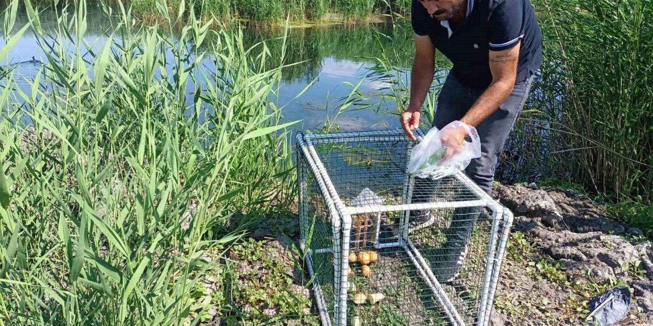 Su maymunların kontrol altına alınması için kapanlar kuruldu