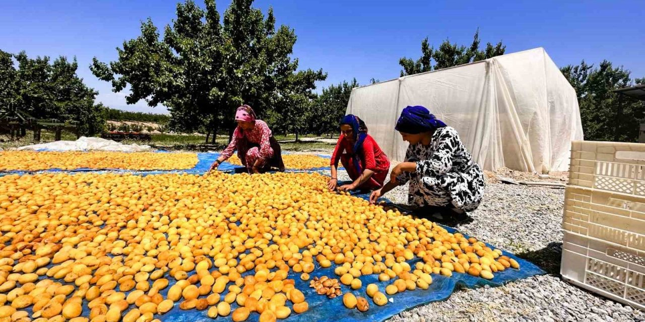 Kayısıda hasat dönemi