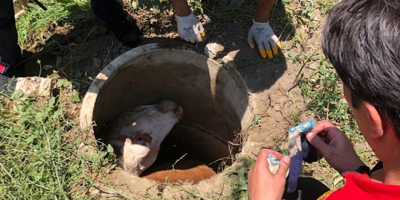 Kanalizasyon kuyusuna düşen inek itfaiye ekiplerince kurtarıldı