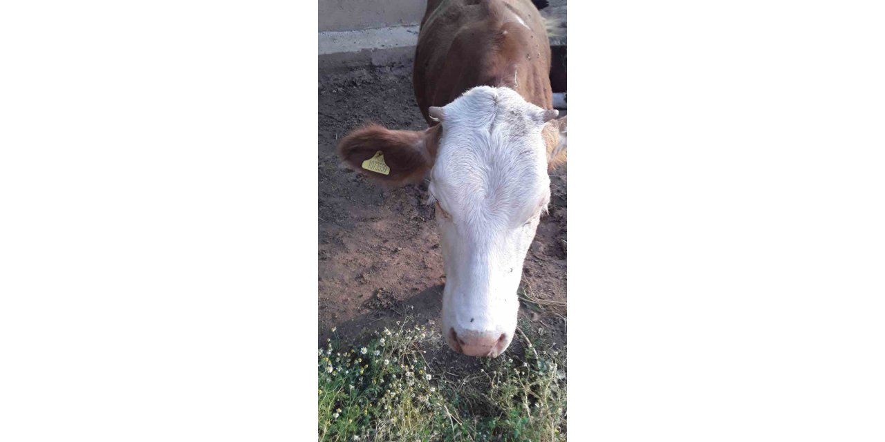 7 gündür kayıp olan ineği jandarma buldu