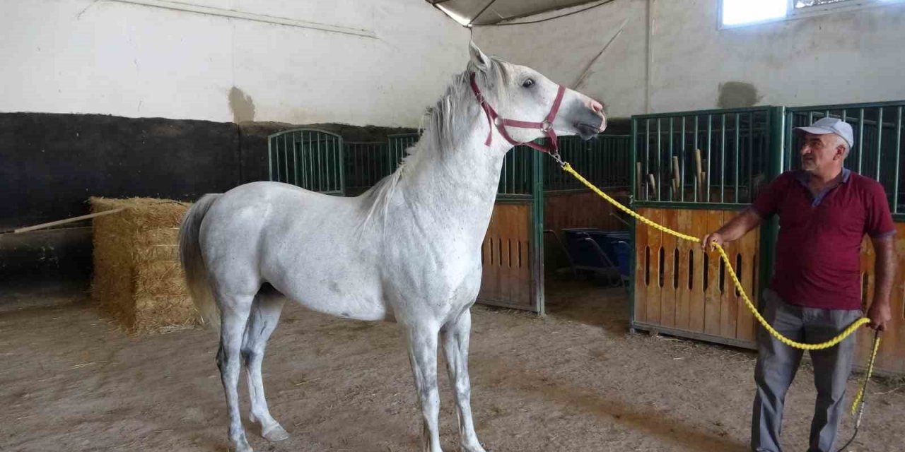 Milyonluk taylar görücüye çıkıyor