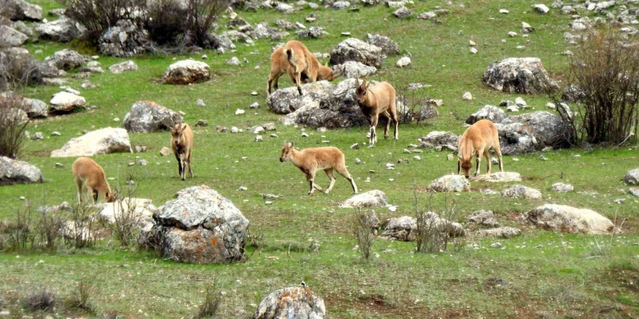 Munzur Dağlarında dağ keçileri görüntülendi