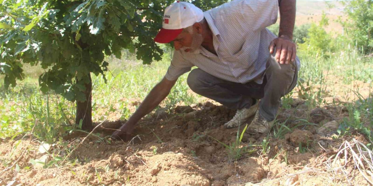 Elazığ’da 3 dönüme ektiği trüf mantarının çıkmasını dört gözle bekliyor