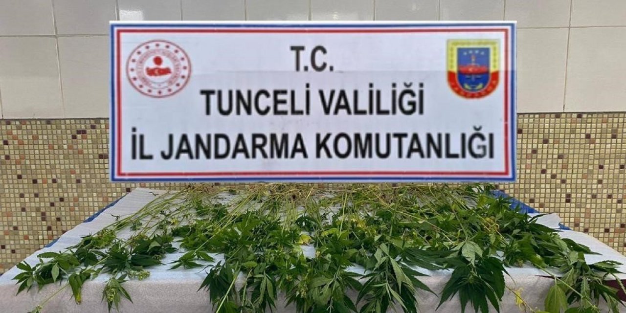 Tunceli’de 227 kök kenevir ele geçirildi