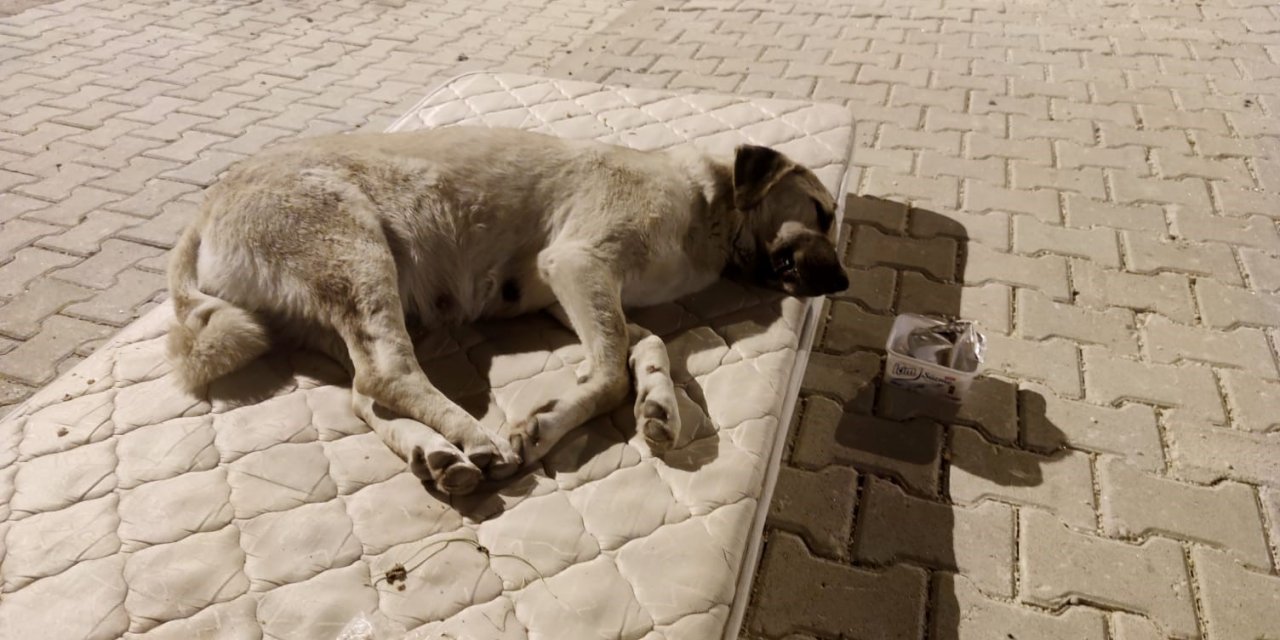 Sokak köpeği için yola yatak serdiler