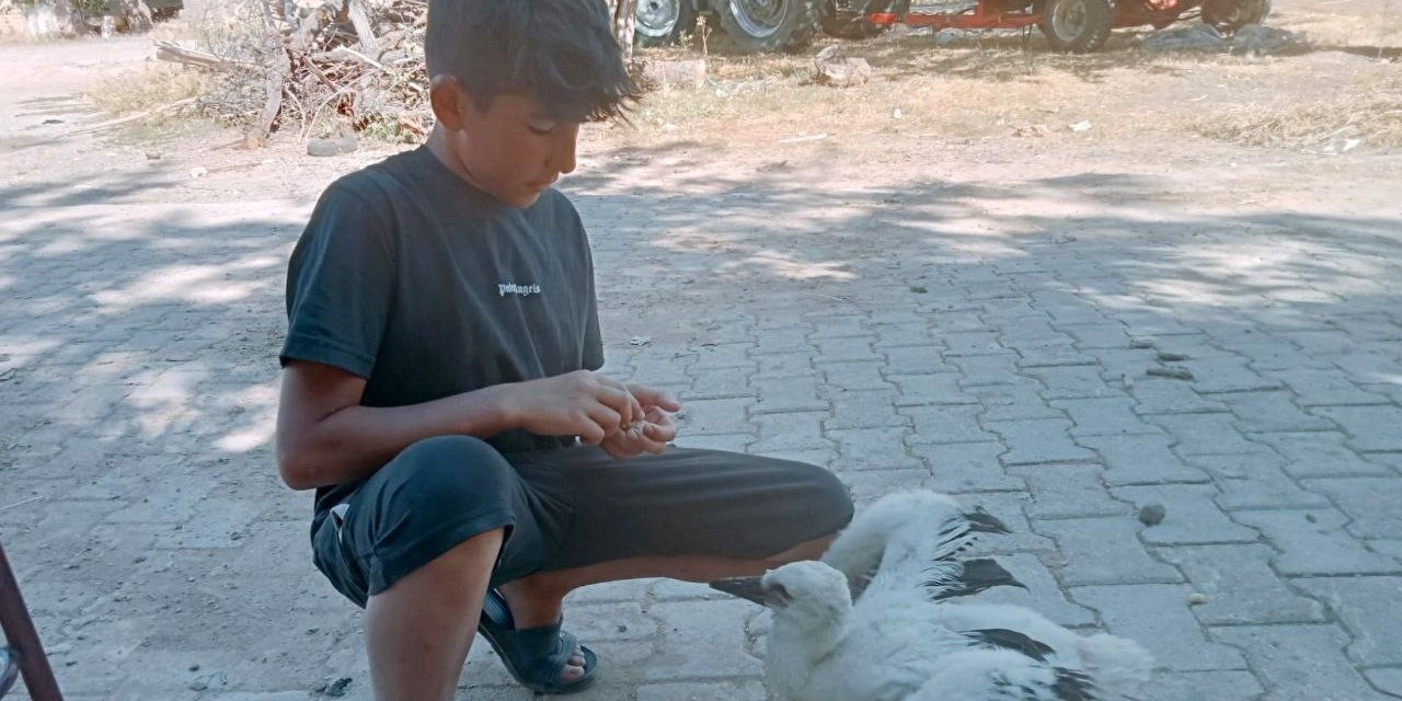 Yavru leyleği elleriyle besliyor