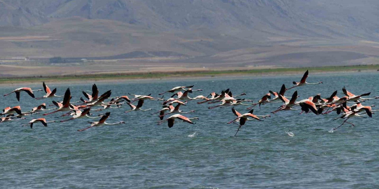 Flamingolar kuraklığa rağmen Erçek Gölü’nde