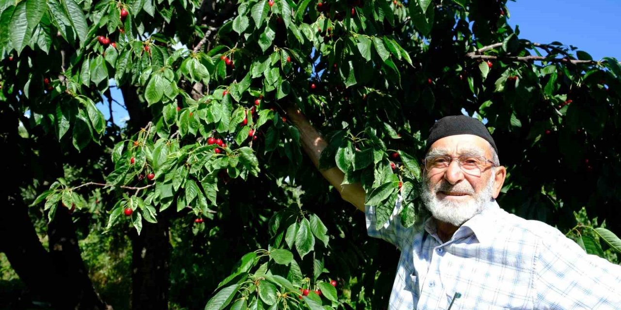 Erzincan’da daha önce görülmemiş kiraz rekoltesi