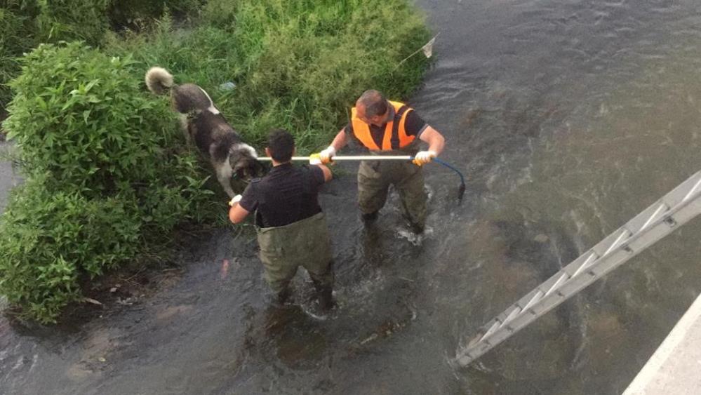 Kars’ta çaya düşen köpek kurtarıldı