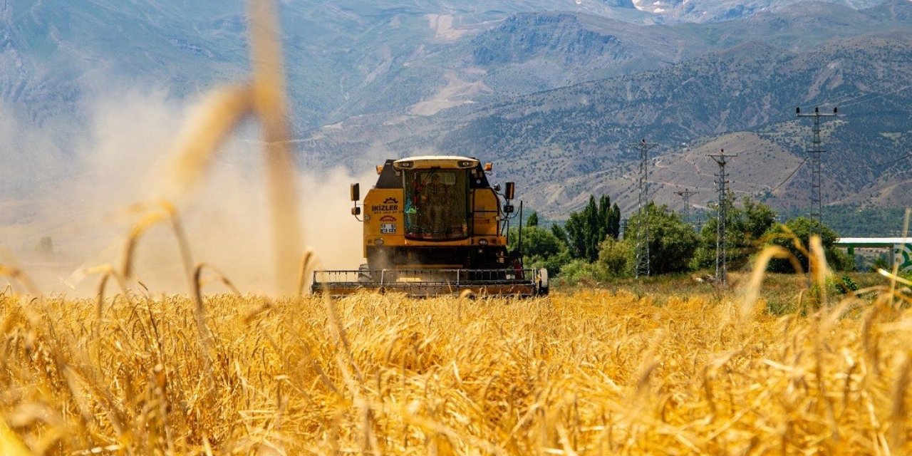 Hububat tarlalarında biçerdöver ile hasat işlemleri başladı