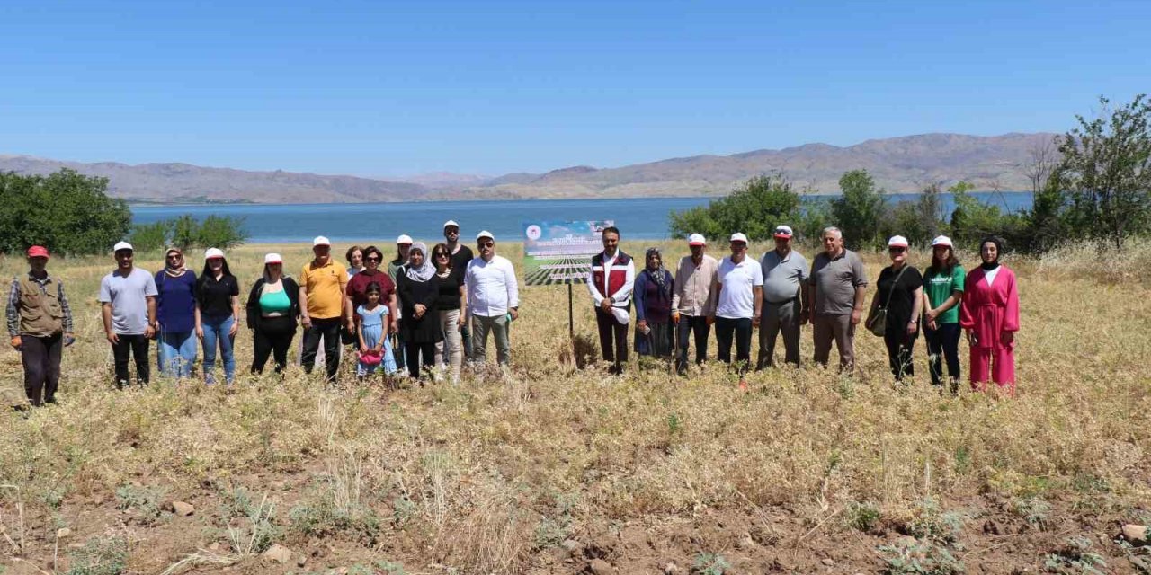 Elazığ’da kadın çiftçiler nohut hasadına başladı