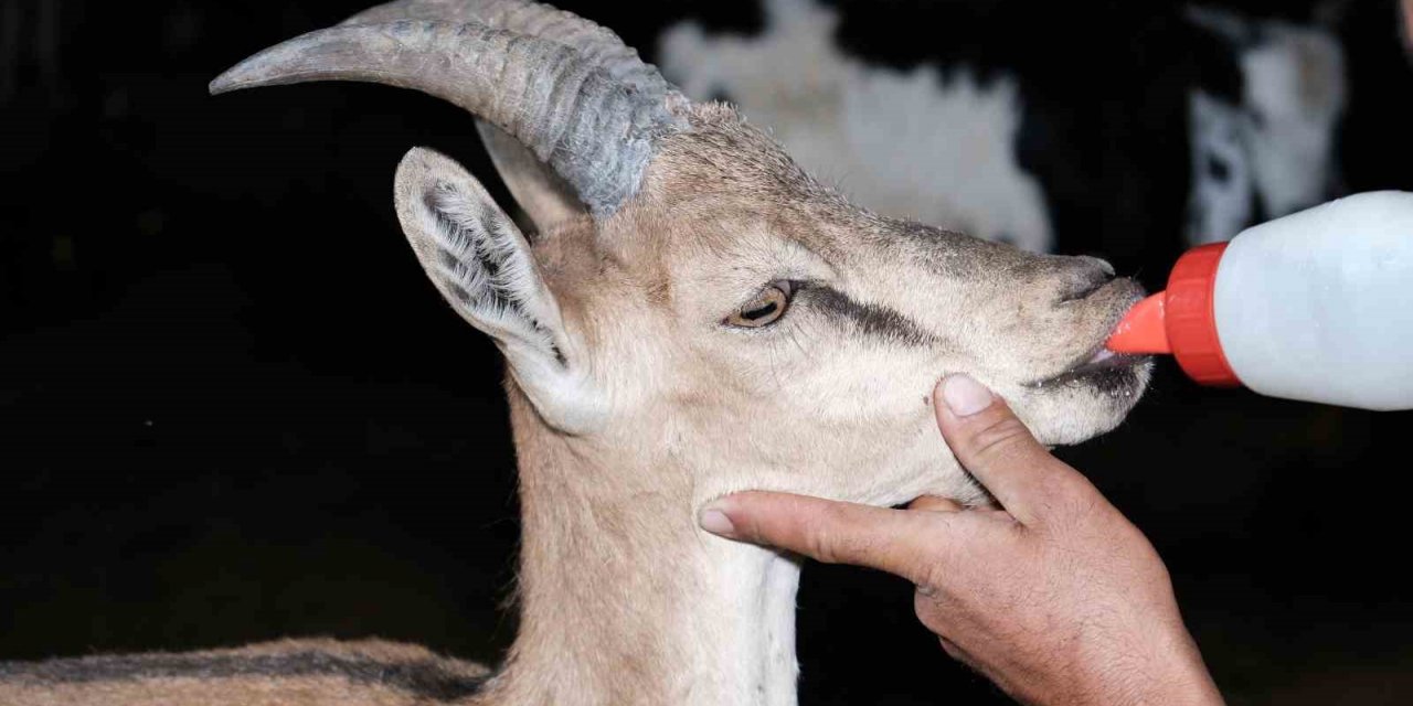 Erzincan’da buldukları yaralı yaban keçisini kendi keçi sürülerine katarak beslediler