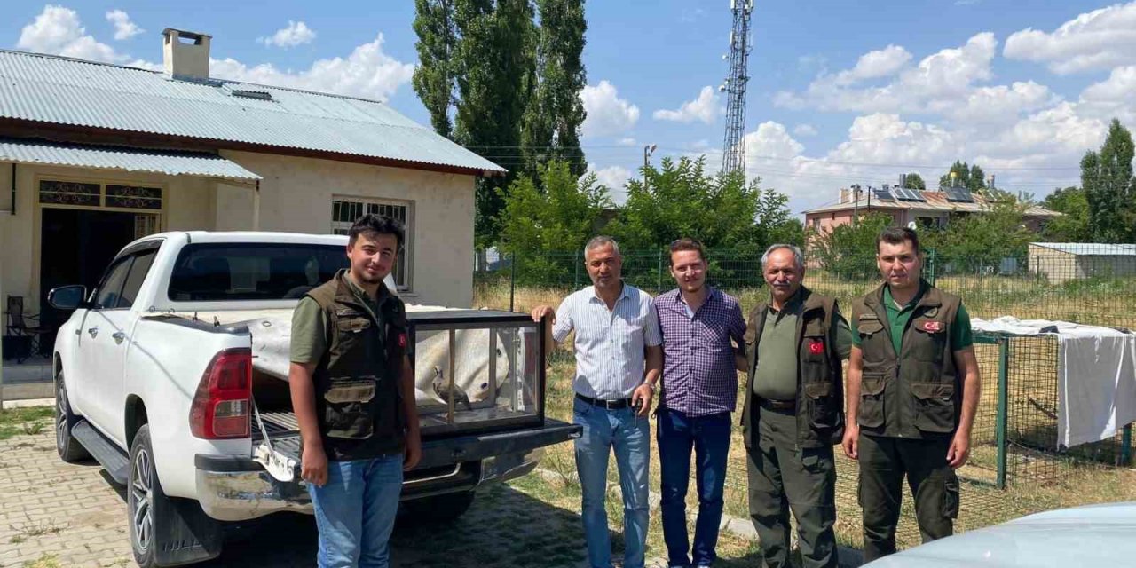 Van’da kafes avcılığı yapan 2 kişi güvenlik güçlerine takıldı