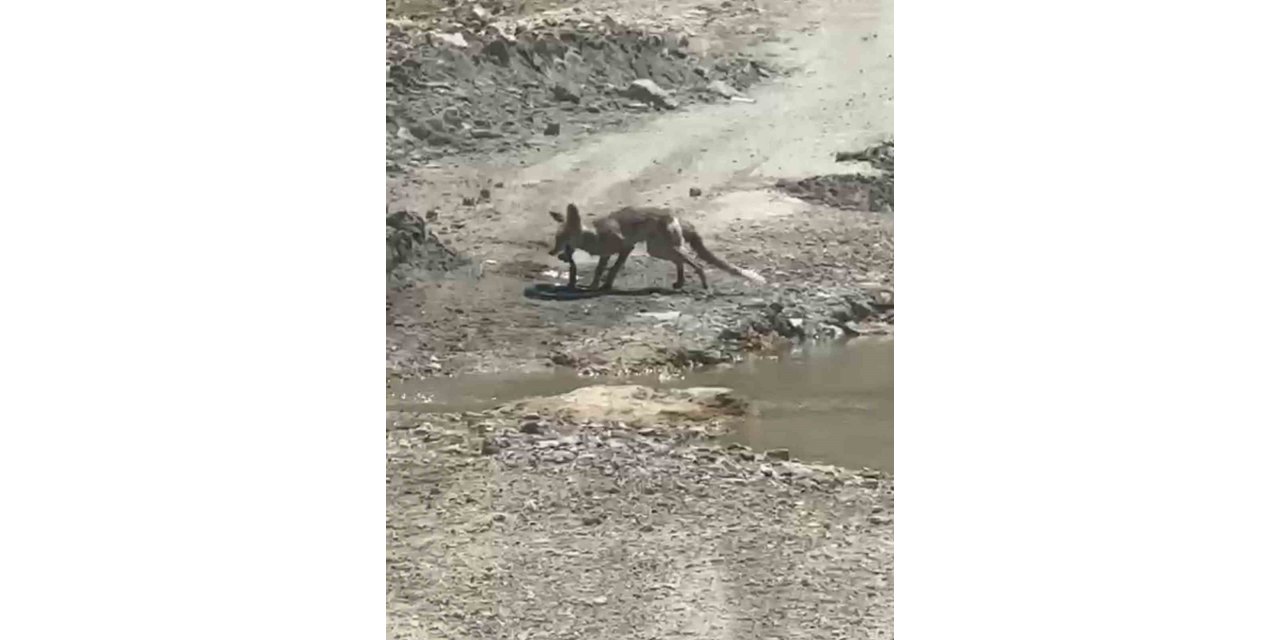 Tilki ile yılanın yaşam savaşı