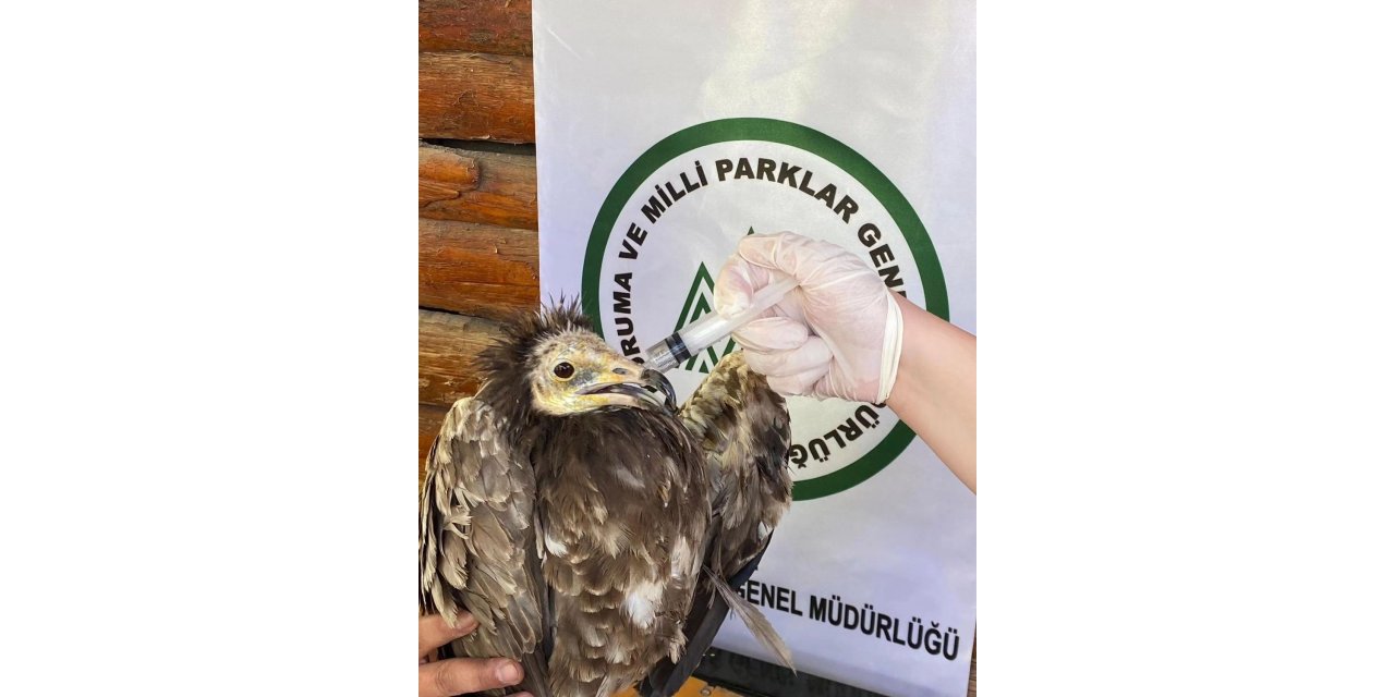 Yaralı Akbaba ve Kızıl Şahin Kars’ta tedavi altına alındı