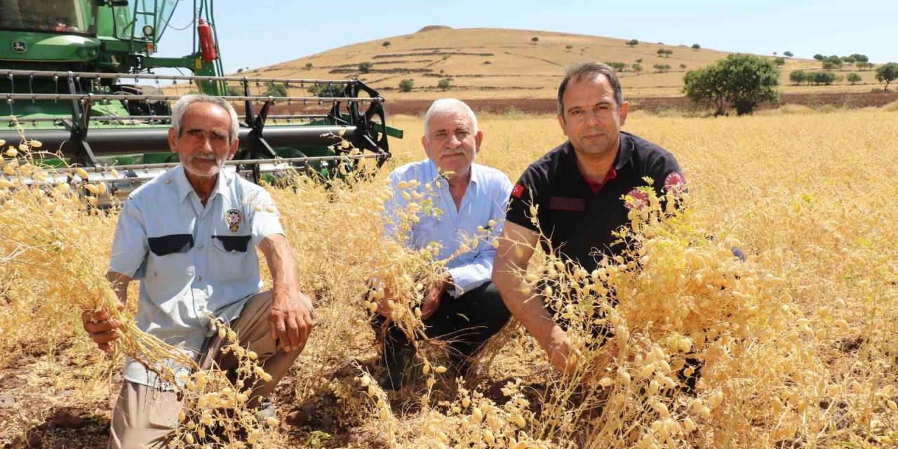 Elazığ’da nohut hasadı