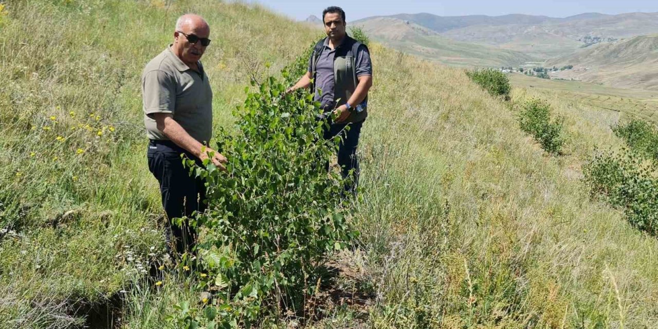 Erzurum Orman Bölge Müdürü Ayatay, Ağrı’da