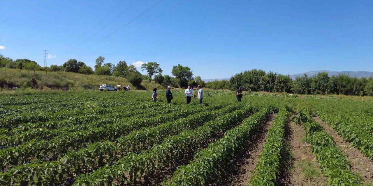 Erzincan’da sebze üretimi artıyor