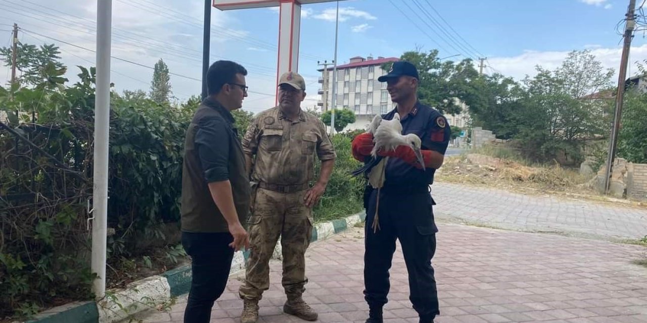 Iğdır’da yaralı leylek tedavi altına alındı