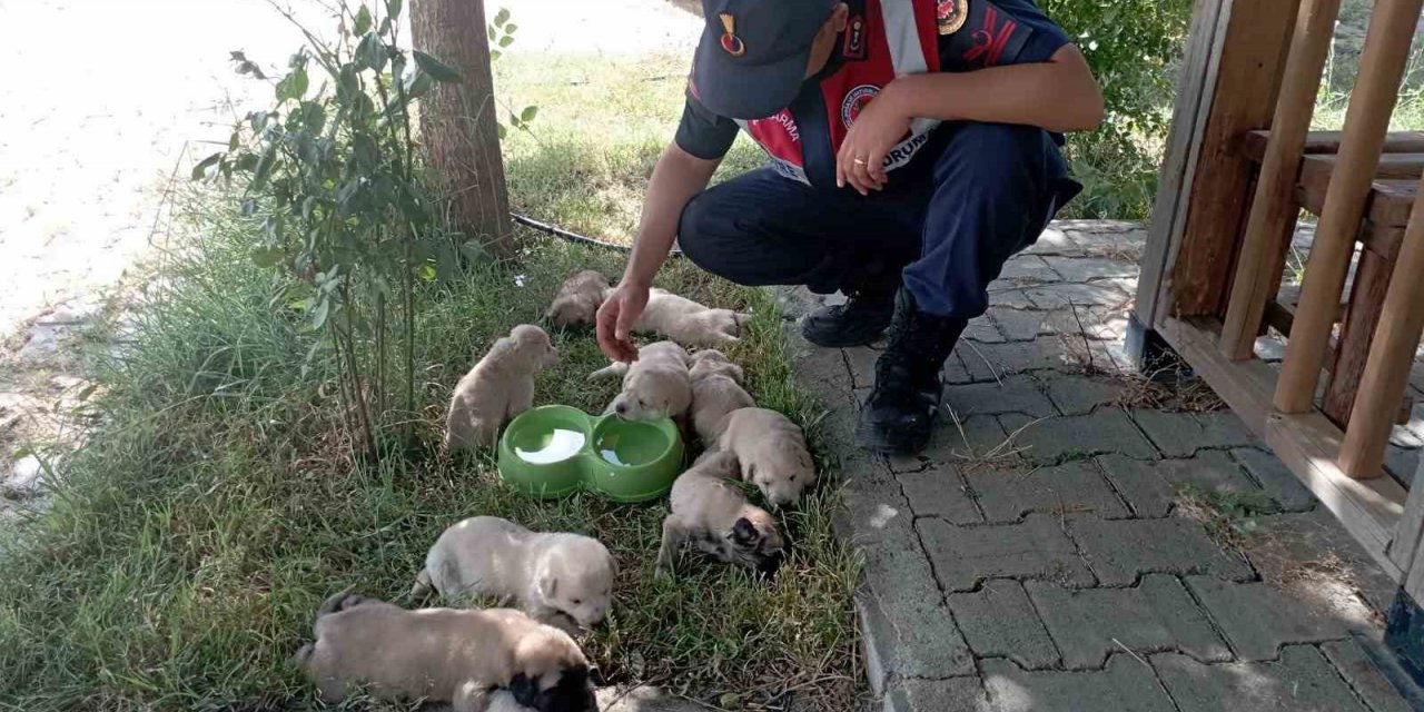 Anne köpek ve yavruları, jandarma tarafından barınağa teslim edildi