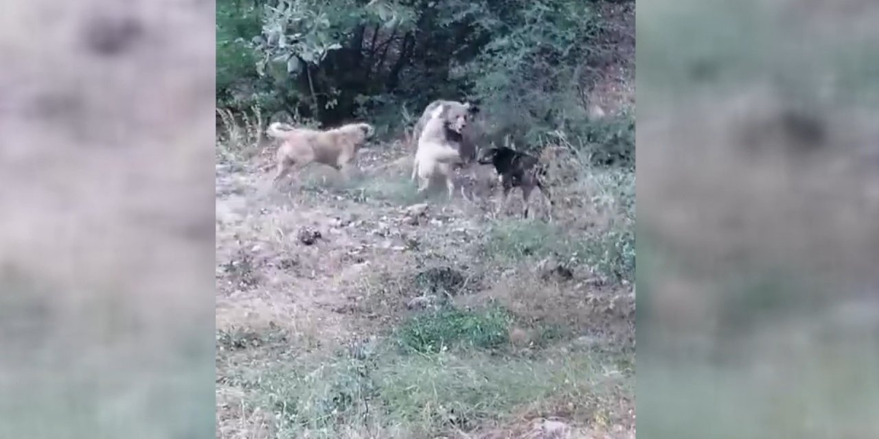 Köyün yakınlarına kadar inen boz ayıya çoban köpekleri geçit vermedi