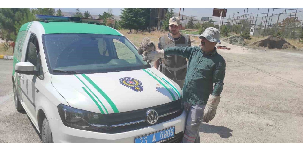 HAYDİ tarafından bulunan yavru baykuş tedavi altına alındı