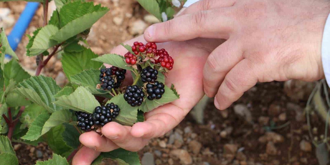 Erzincan’da böğürtlen yetiştiriciliğine başladı