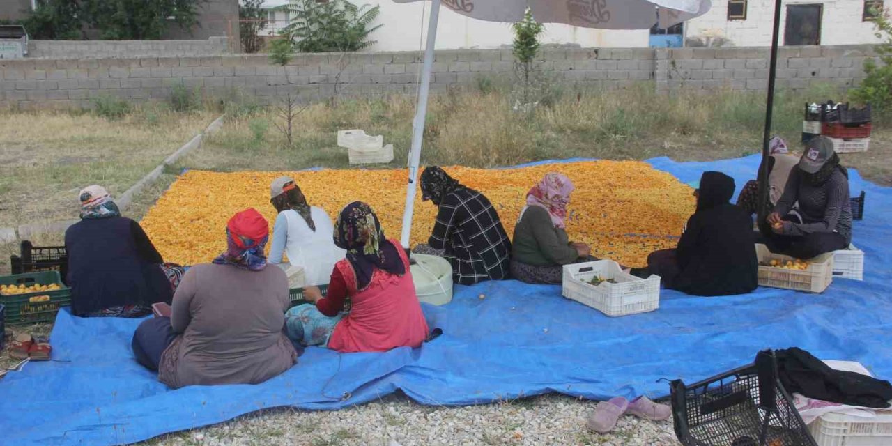 Yaz meyvesi ‘kayısı’ hasat sonrası kurutulup kışa hazırlanıyor