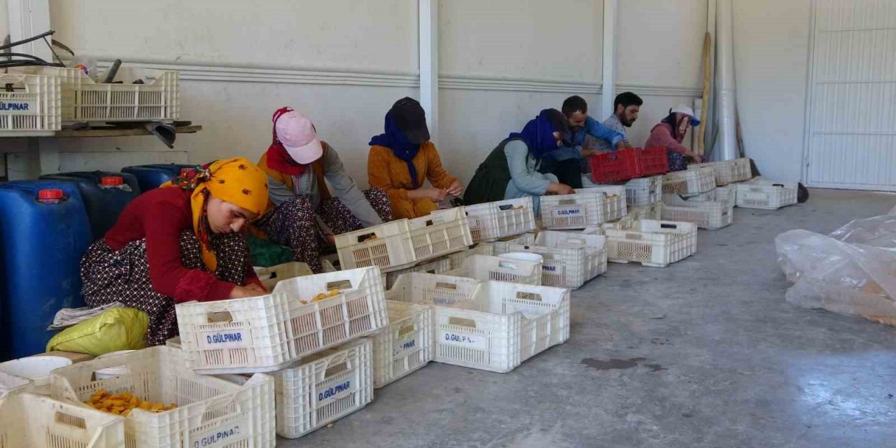 Mevsimlik tarım işçilerinin kayısı mesaisi sürüyor