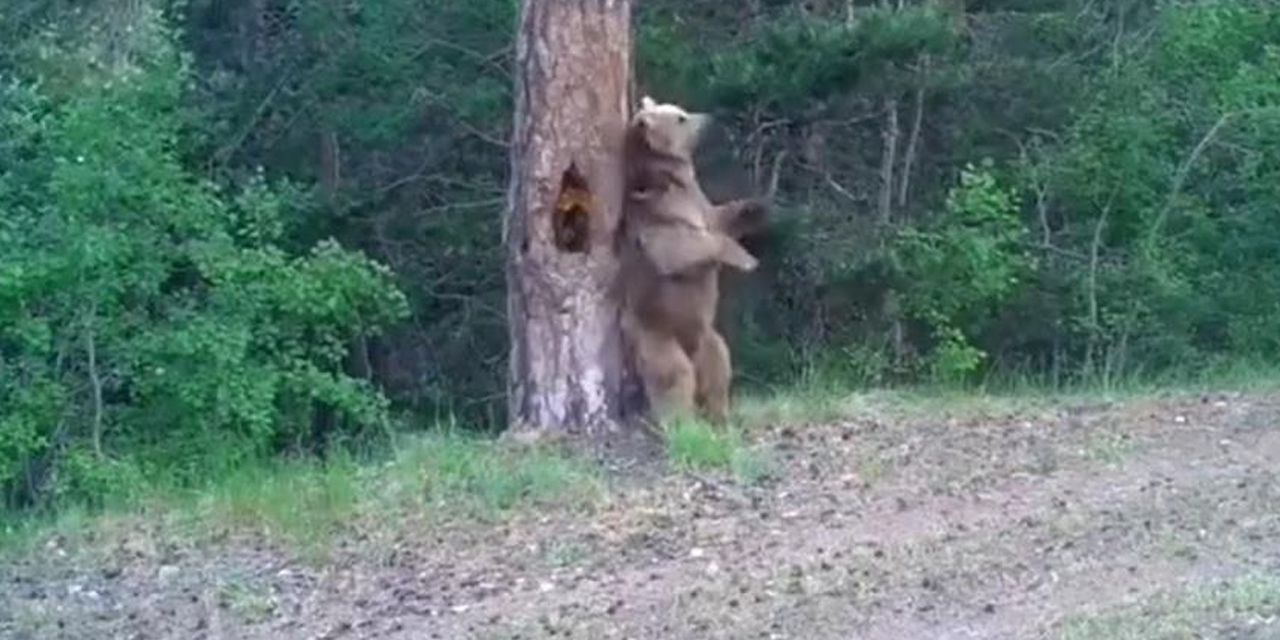 Kars’ta boz ayıların ormanda dansı fotokapana yansıdı