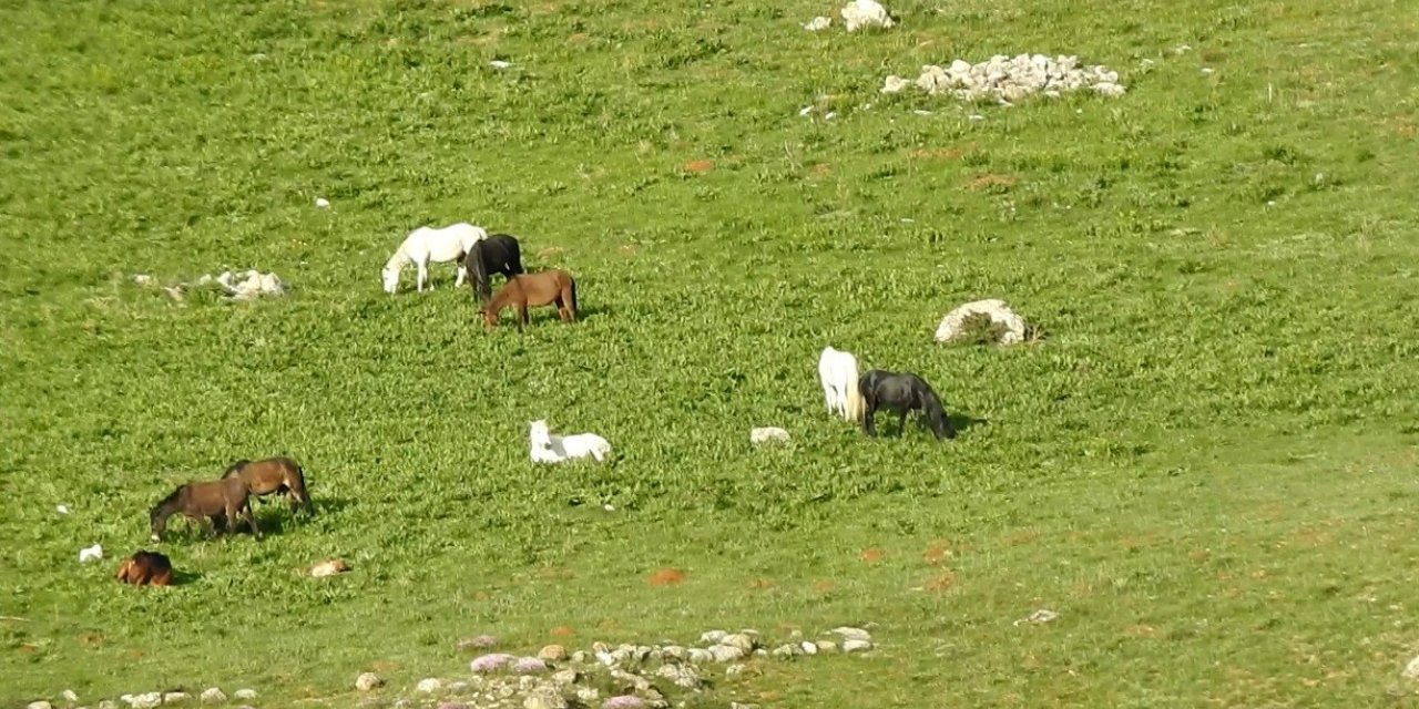 Munzur Dağlarındaki yılkı atları görüntülendi