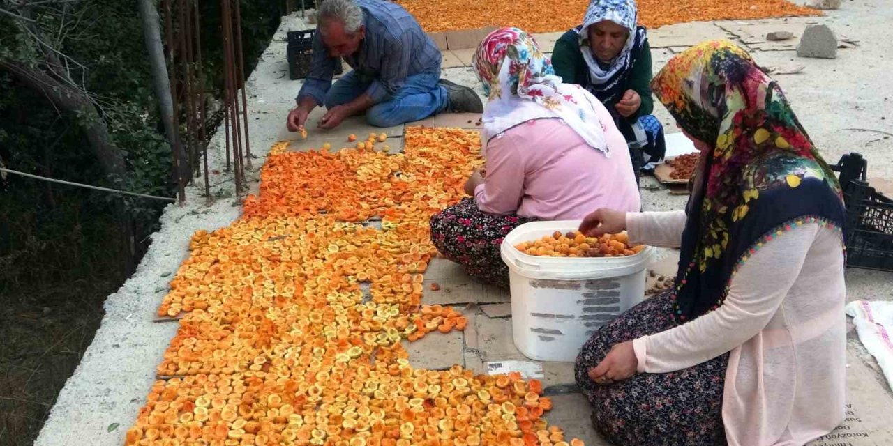 Van’da kayısı kurutma dönemi