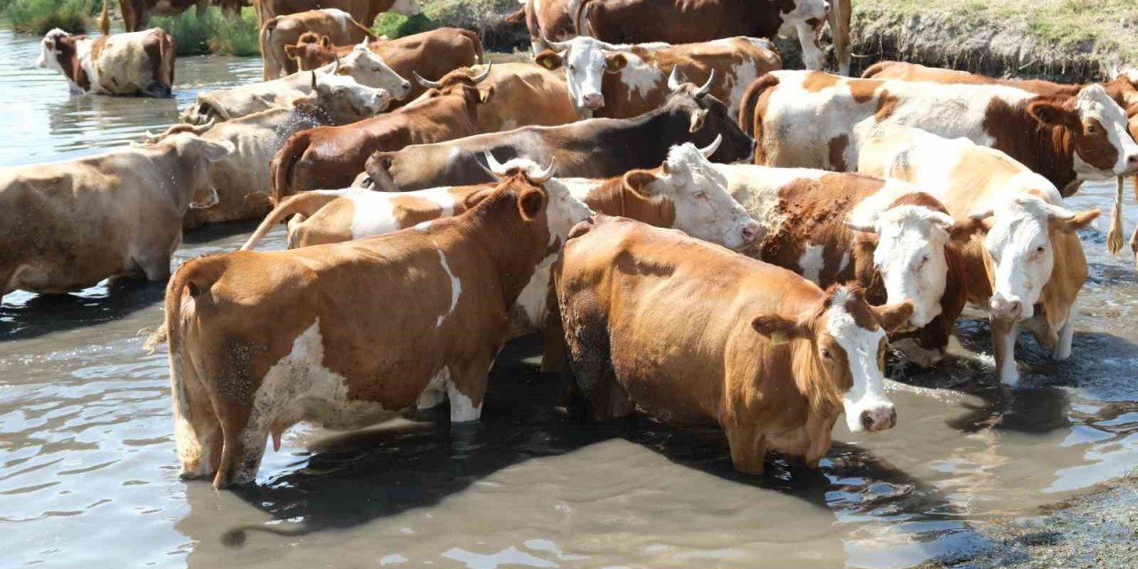 Besiciler sıcaktan etkilenen büyükbaş hayvanlarını gölette serinletiyor