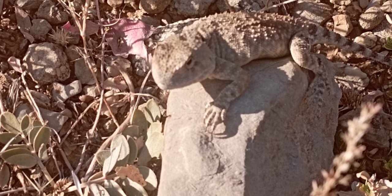 Tunceli’de ’bozkır keleri’ fotoğraflandı