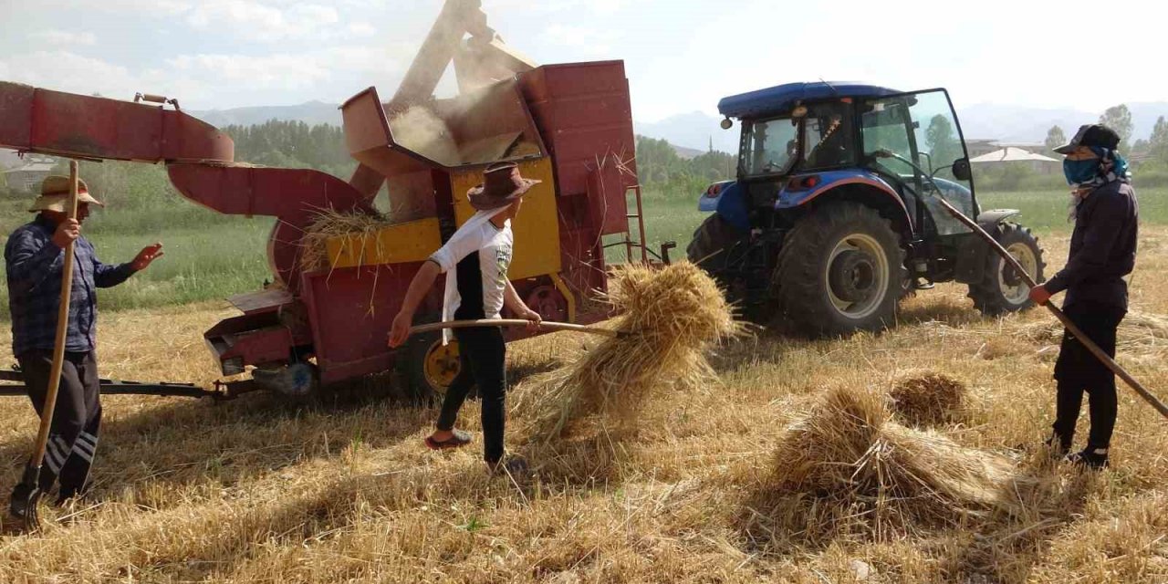 Van’da arpa hasadı başladı