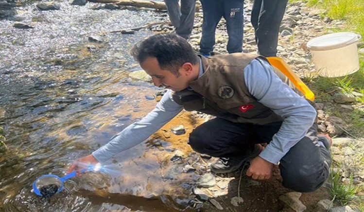 Kars’ta, DKMP derelere yavru alabalık bıraktı