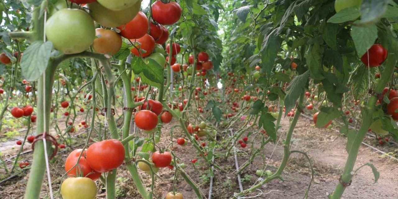 Erzincan’da 600 dekarlık sera işletmesinde üretilen domates, çevre illere pazarlanıyor