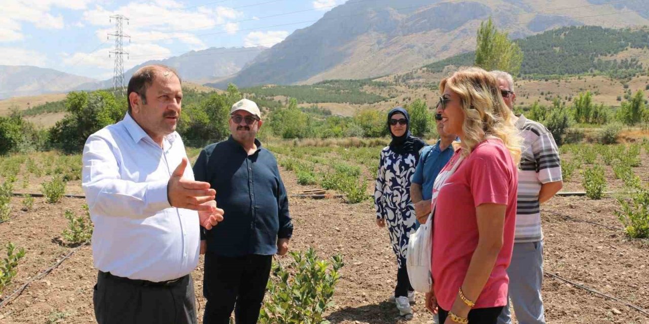 Erzincan’da ilaç ve gıda sanayisinde kullanılan aronya yetiştirilmeye başlandı