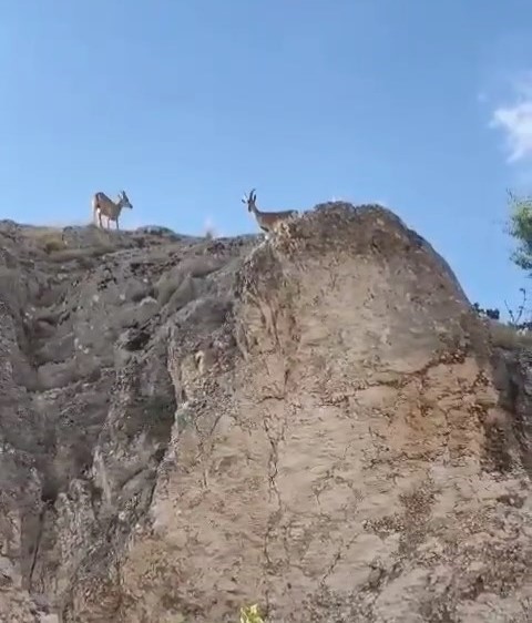 Koruma altındaki dağ keçileri Harput’ta görüntülendi