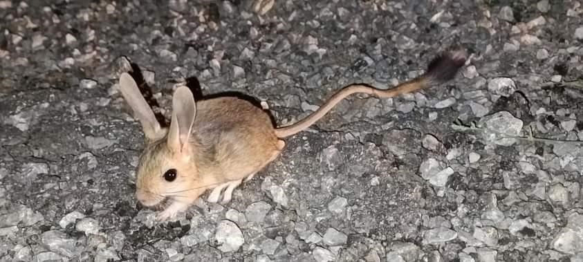 Nesli tükenmekte olan Arap tavşanı Erzincan’da görüntülendi